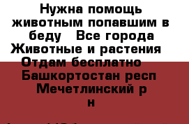 Нужна помощь животным попавшим в беду - Все города Животные и растения » Отдам бесплатно   . Башкортостан респ.,Мечетлинский р-н